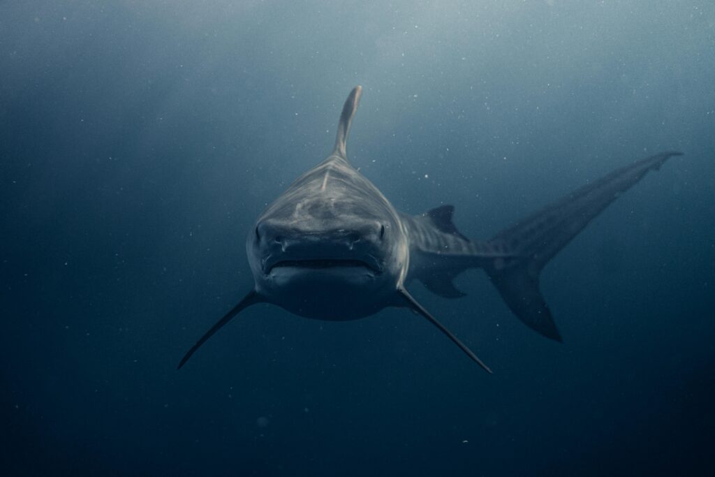 Stunning close-up of a majestic whale shark swimming underwater in Haleiwa, Hawaii.